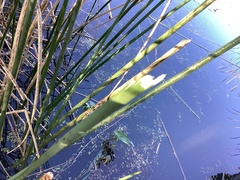 Eleocharis quadrangulata