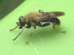 Pterallastes thoracicus