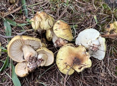 Tricholoma intermedium