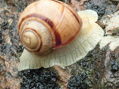 Helix albescens