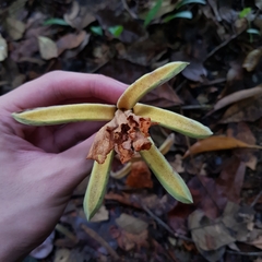 Pterospermum acerifolium