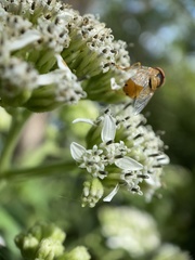 Copestylum sexmaculatum
