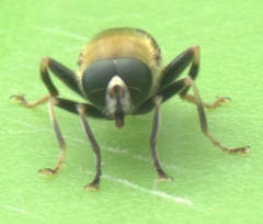 Pterallastes thoracicus