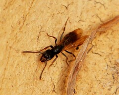 Pachycondyla harpax
