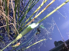 Eleocharis quadrangulata