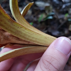 Pterospermum acerifolium
