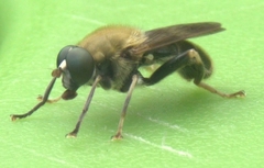 Pterallastes thoracicus