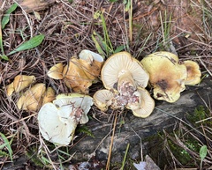Tricholoma intermedium