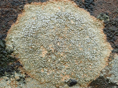 Pertusaria plittiana
