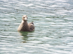 Larus dominicanus dominicanus
