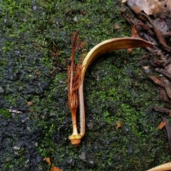 Pterospermum acerifolium