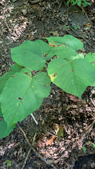 Tilia americana