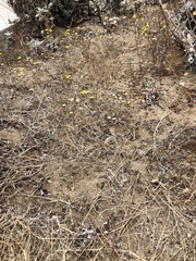 Lessingia germanorum