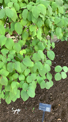Viburnum carlesii