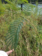 Albizia julibrissin