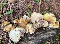 Tricholoma intermedium