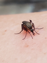 Psorophora cyanescens