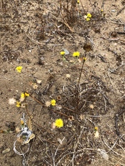 Lessingia germanorum