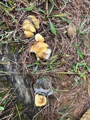 Tricholoma intermedium