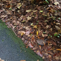 Pterospermum acerifolium