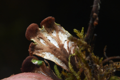 Peltigera venosa