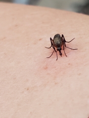 Psorophora cyanescens