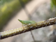 Rhynchomitra