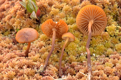 Gymnopilus fulgens