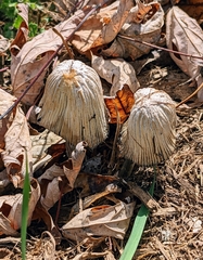 Coprinopsis lagopus