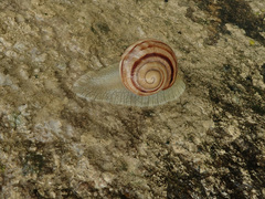 Helix albescens