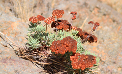 Eriogonum arborescens