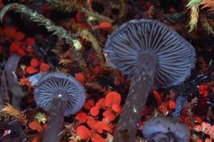 Naucoria luteolofibrillosa