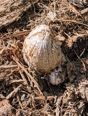 Coprinopsis lagopus
