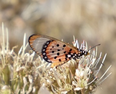 Acraea neobule
