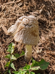Coprinopsis lagopus