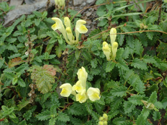 Scutellaria orientalis