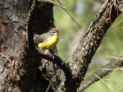 Myioborus brunniceps