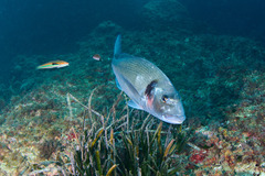 Sparus auratus