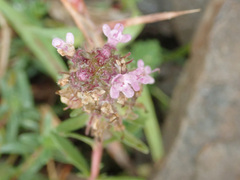 Thymus pannonicus