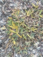Trifolium dasyphyllum