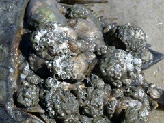 Amphibalanus improvisus