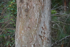 Triboniophorus graeffei