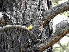 Myioborus brunniceps