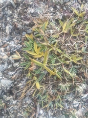 Trifolium dasyphyllum
