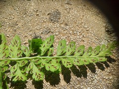 Asplenium billotii