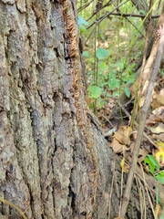 Toxicodendron radicans