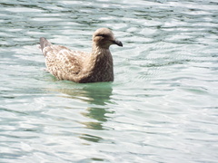 Larus dominicanus dominicanus