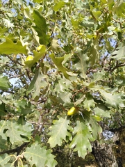 Quercus pyrenaica