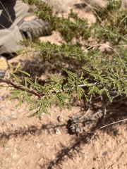 Vachellia vernicosa