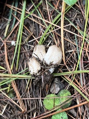 Coprinopsis atramentaria